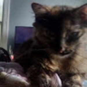 Meet your Posher, Max